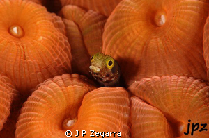 blenny haggin by a very plump Montastrea coral... by J P Zegarra 